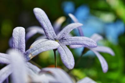 Close-up of purple flowering plant