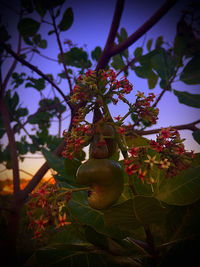 Close-up of fruits hanging on tree