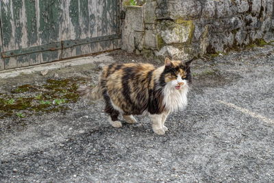 Portrait of a cat looking away