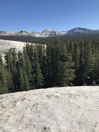 Scenic view of pine trees against sky