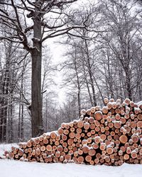 Close-up of logs