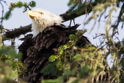 Low angle view of eagle perching on tree