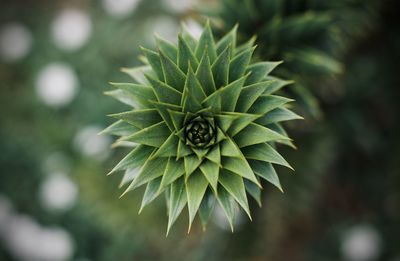 Close-up of succulent plant