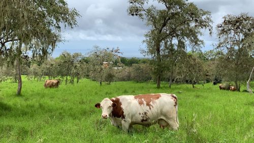 Cows in a field on santa cruz island galapagos 