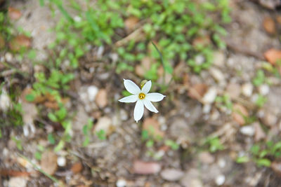 High angle view of white flower blooming outdoors