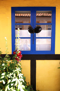 Potted plant by window of building