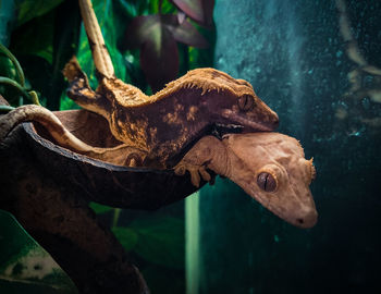 Close-up of lizard
