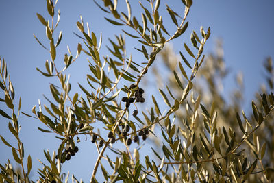 Olve tree braanches on a blue sky background