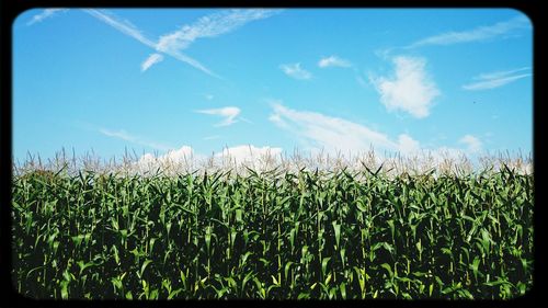 Plants growing on field against cloudy sky