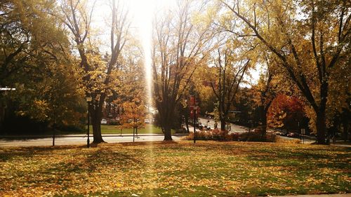 Scenic view of trees during autumn
