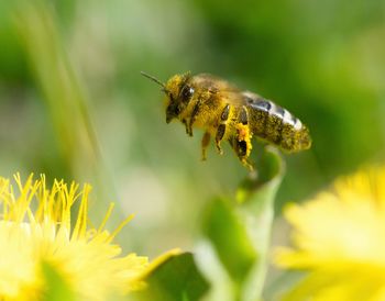Close-up of insect on yellow flower