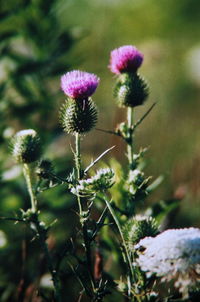 Close-up of flowers blooming