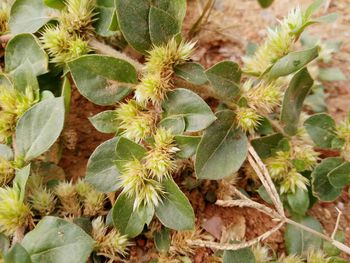 Close-up of cactus plant