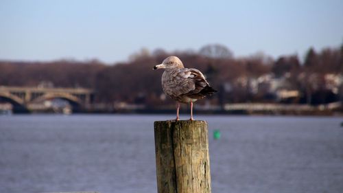 Seagull perching on wooden post