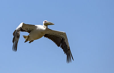 Low angle view of eagle flying against clear blue sky