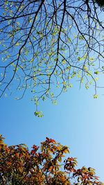 Low angle view of tree against blue sky