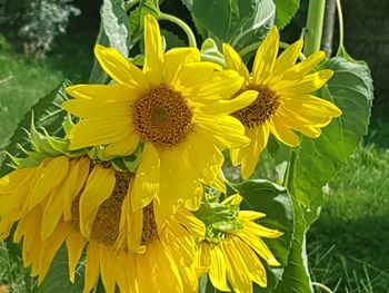 Close-up of yellow sunflower on field