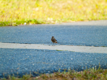 Bird perching on grass