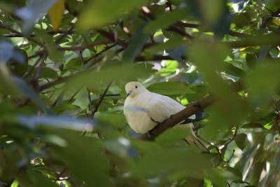 Bird perching on a branch