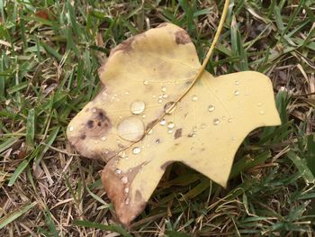 Close-up of leaves on grassy field