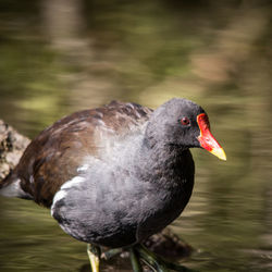 Close-up of moorhen by lake