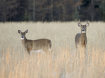 Portrait of deer standing on field