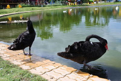 Black swan in lake