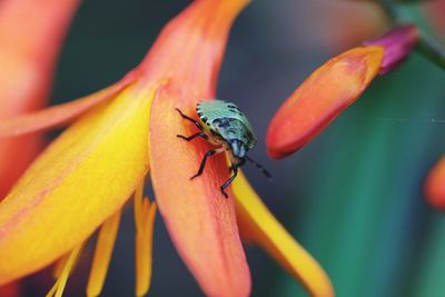 Close-up of insect on flower