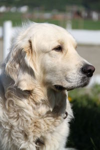 Close-up of dog looking away