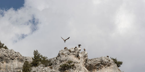 Low angle view of birds flying against sky