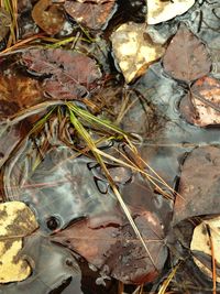 Close-up of leaves in water