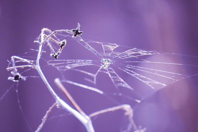 White spider web with spider in the center of the net isolated on the purple background