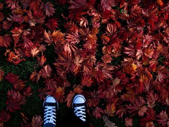 Leaves in autumn