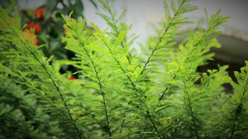 Close-up of leaves