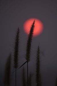 Low angle view of silhouette trees against sky at sunset