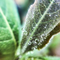 Close-up of water drops on leaf