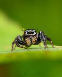 Close-up of spider