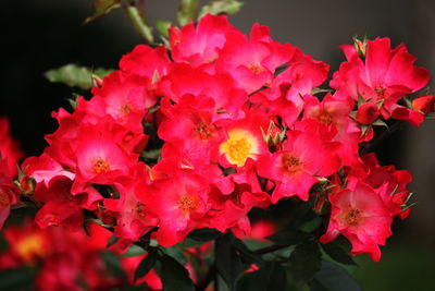 Close-up of red flowers blooming outdoors