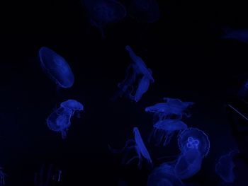 jellyfish