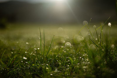 Close-up of wet grass on field