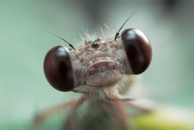 Extreme close-up of damselfly