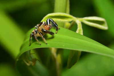 Close-up of insect on leaf