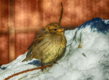 Close up of bird