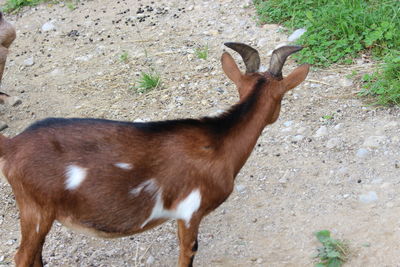 High angle view of deer standing on field