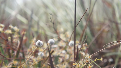 Close-up of white flowering plants on field