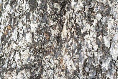 Full frame shot of tree trunk