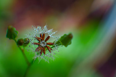 Close-up of flowering plant