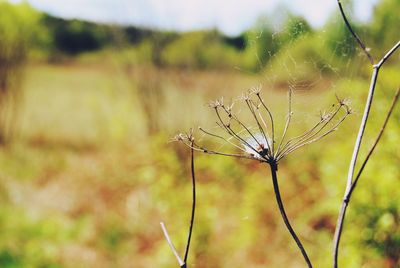 Close-up of spider on web