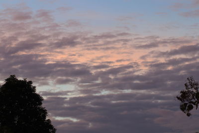 Low angle view of trees against sky