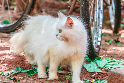 Close-up of a cat on field